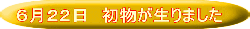 ６月２２日　初物が生りました